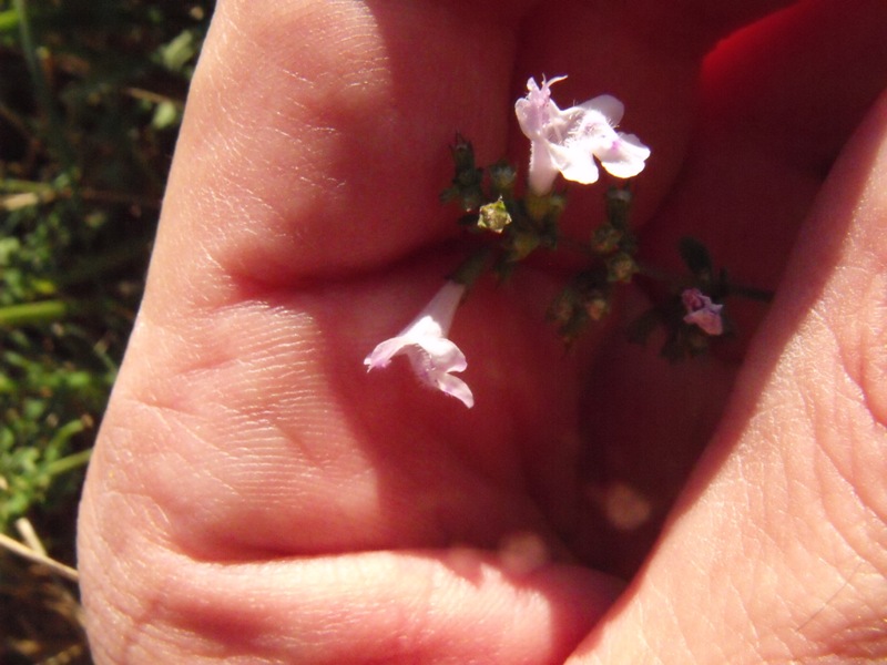 Calamintha nepeta